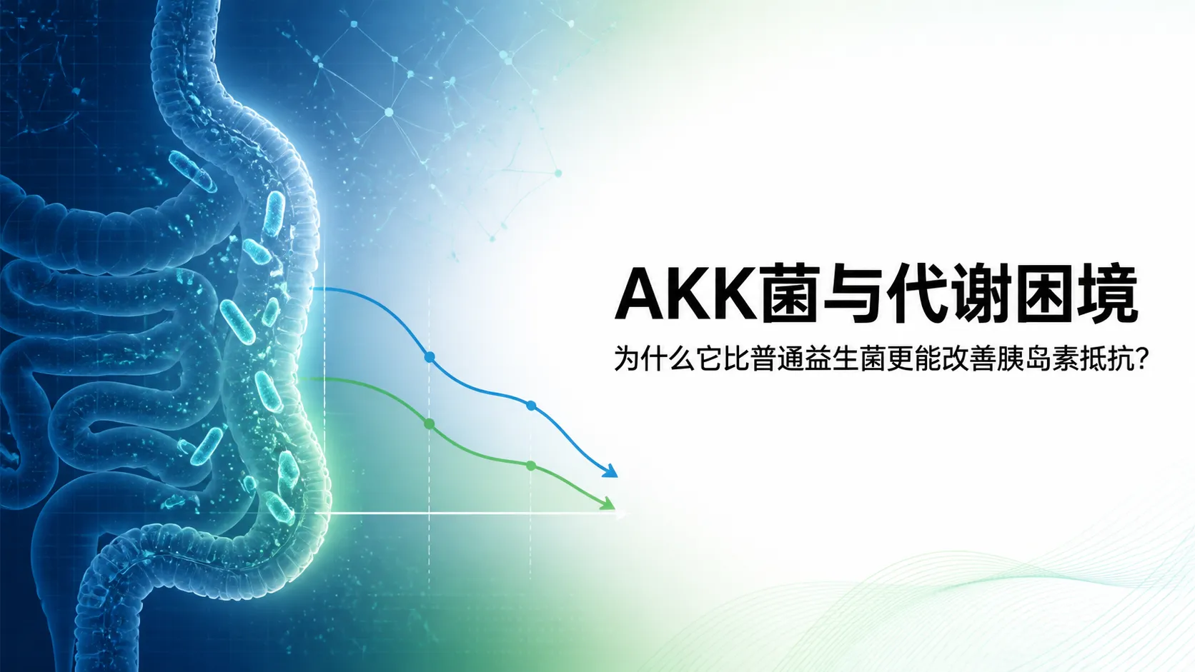AKK菌与代谢困境：为什么它比普通益生菌更能改善胰岛素抵抗？