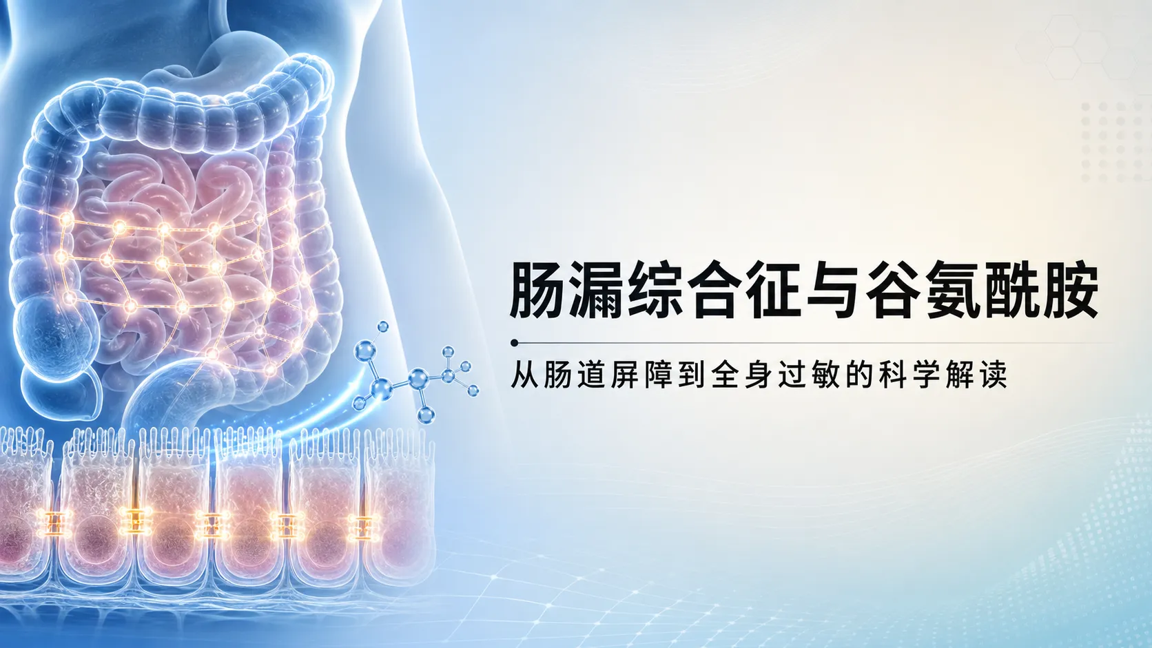 “肠漏症”与全身过敏的源头：L-谷氨酰胺（Glutamine）如何修复你的肠道屏障？