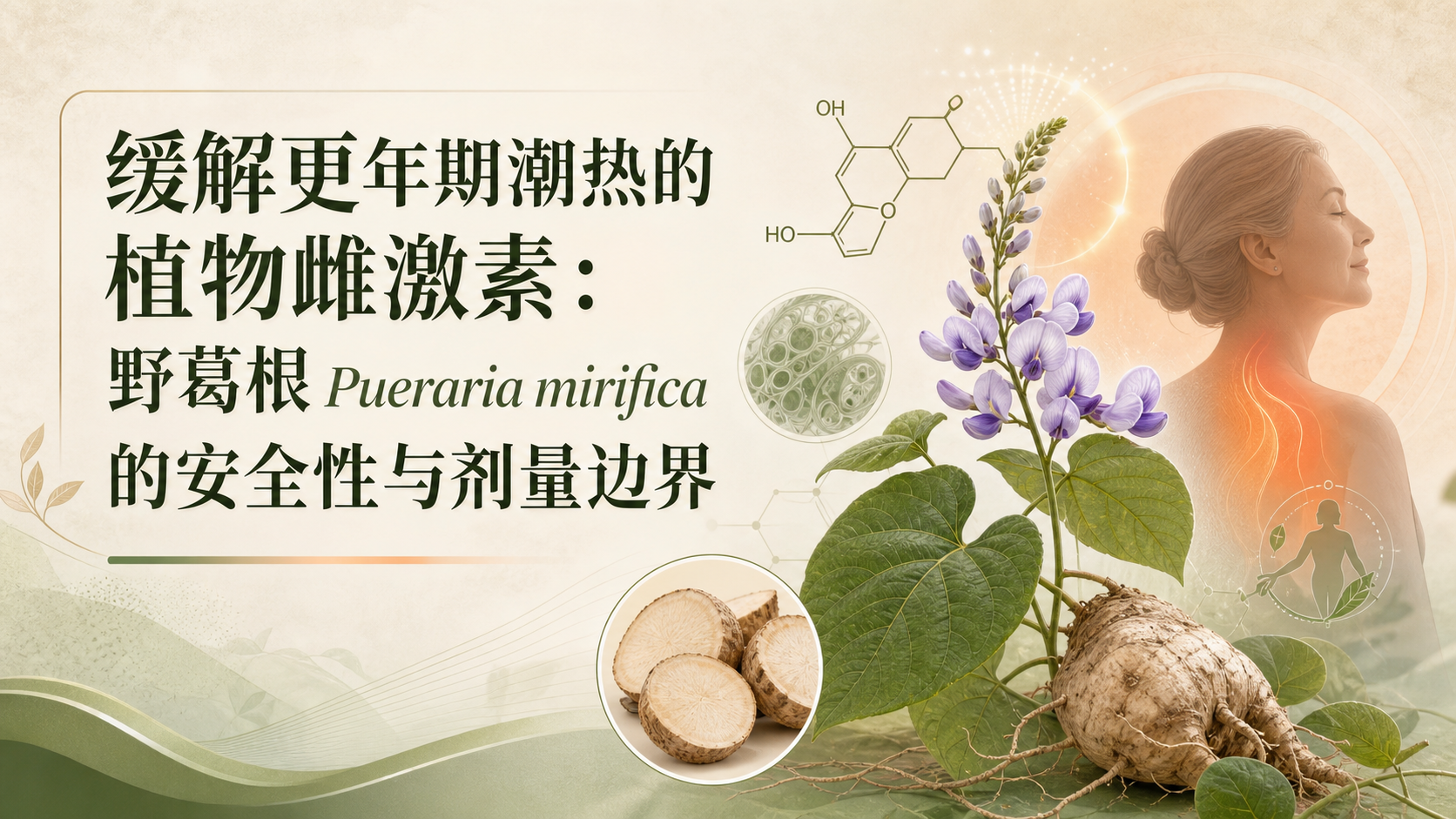 缓解更年期潮热的植物雌激素：野葛根（Pueraria Mirifica）的安全性与剂量边界